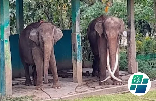 Gajah Zidan Agresif Sejak 2022, Pemko Bukittinggi Klaim Sudah Enam Kali Surati BKSDA