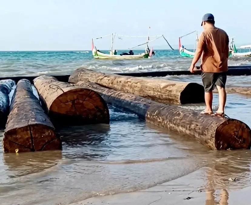 Ratusan Kayu Gelondongan Berdiameter 1 Meter Berstiker Kuning Terdampar di Pesisir Sumenep