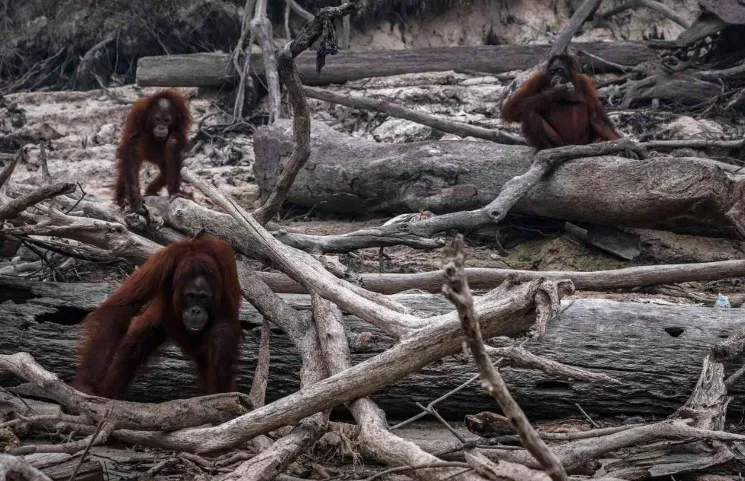 Orangutan Terdampak Kebakaran Hutan, Ketika Hutan Tak Lagi Menjadi Tempat Berlindung