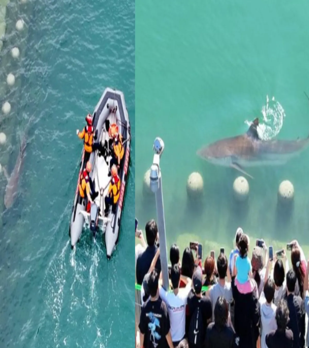 Hiu Bronze Whaler 3,5 Meter Viral di Kanal Kota Busan, Warga Ramai Datang Melihat