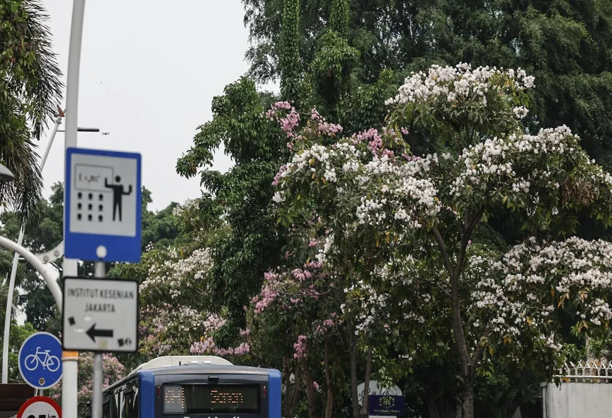 Tabebuya Bermekaran di Cikini Jakarta Pusat, Suasananya Mirip Musim Semi Jepang
