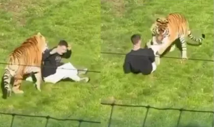 Pria Tewas Usai Masuk Kandang Harimau di Yorkshire Wildlife Park
