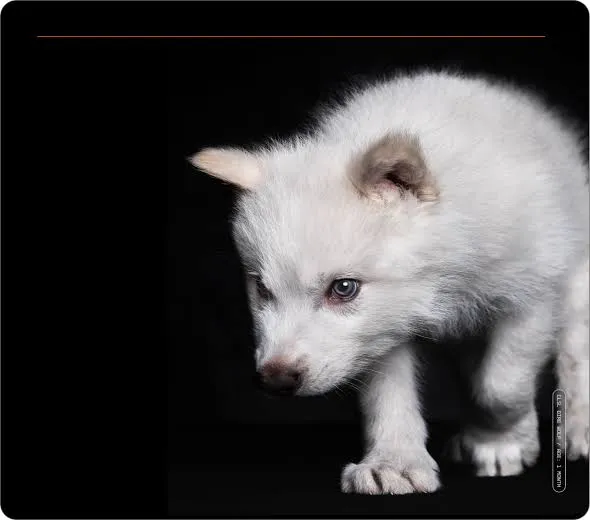 Ilmuwan Ciptakan Tiga Anak Dire Wolf, Membuka Jalan Menghidupkan Spesies Punah