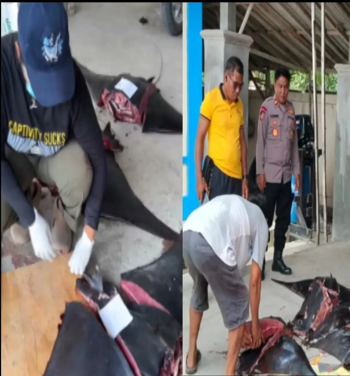 Polisi Amankan 11 Pari Mobula Dilindungi di Bali, Dugaan Jaringan Perdagangan