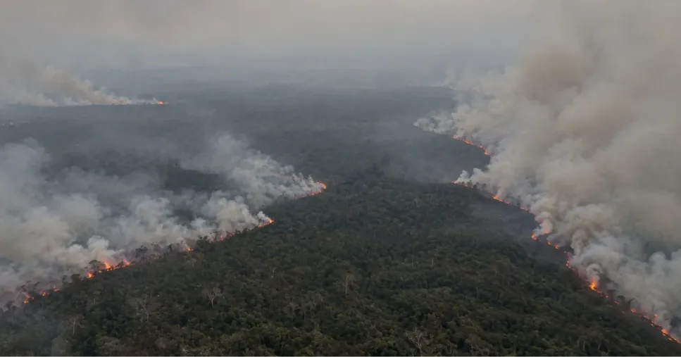 Karhutla Kalimantan: Api Membara hingga Asap Berbahaya, Relawan Mundur dari Tanjung Puting