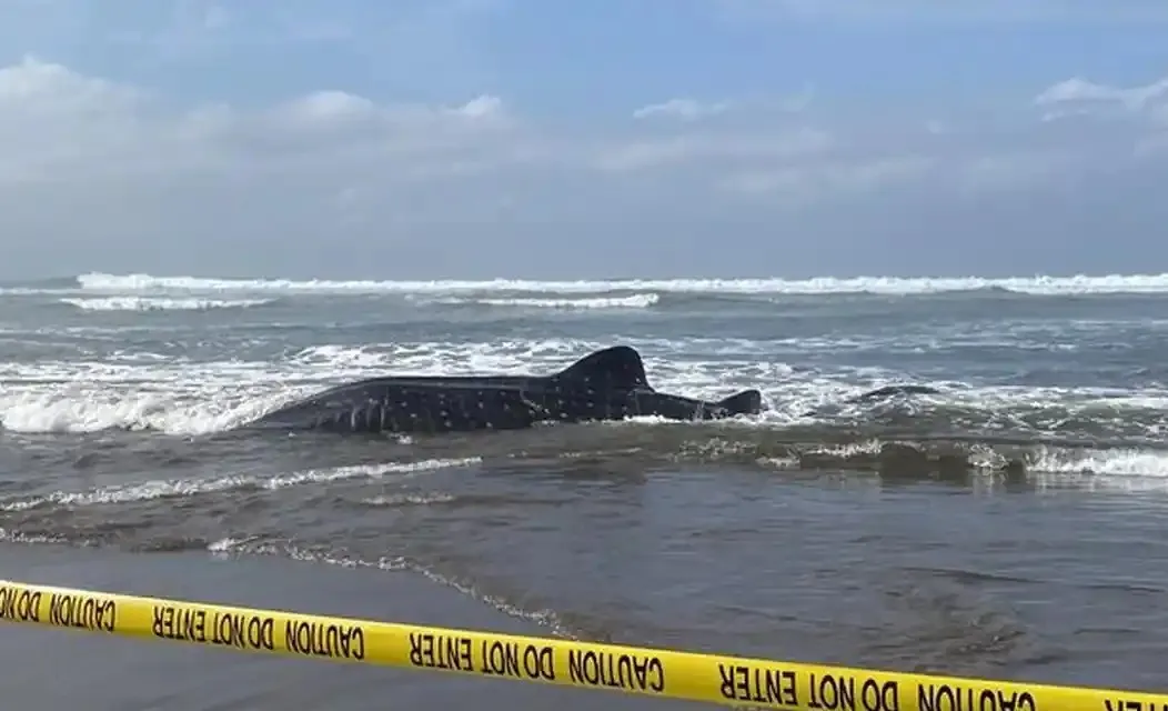 Hiu Tutul 6 Meter Terdampar di Pantai Parangkusumo Bantul, Akhirnya Mati dan Dikubur