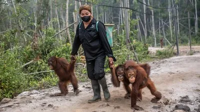 51 Orang Utan Diselamatkan dari Karhutla di Kalbar