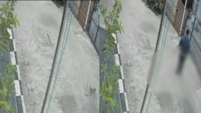Terekam CCTV, Pria di Bekasi Diduga Tendang dan Banting Kucing hingga Kritis