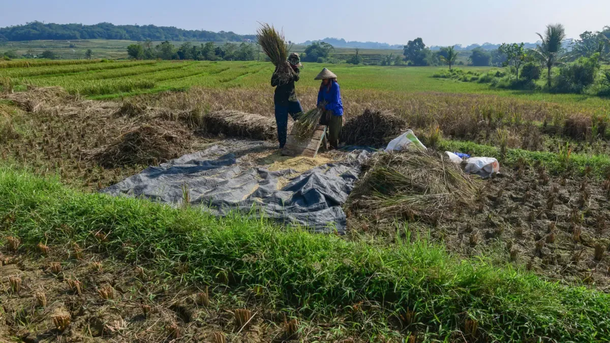 Biaya Produksi Beras RI Rp14.000, Vietnam dan Thailand Rp4.000