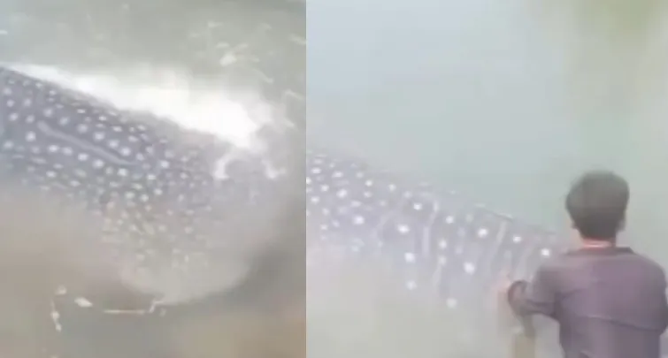 Hiu Paus Tutul 3,5 Meter Terdampar di Tambak Udang Muna