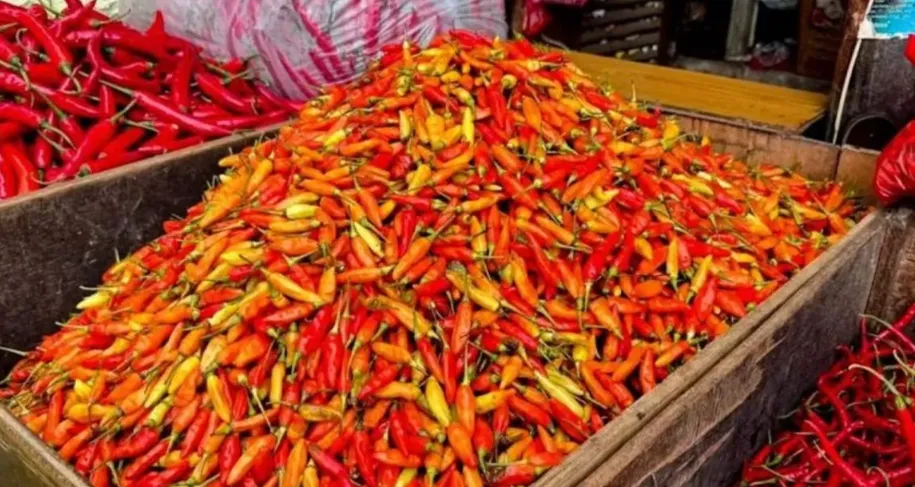 Harga Cabai Rawit Rp130 Ribu, Sambal Makin Mewah!