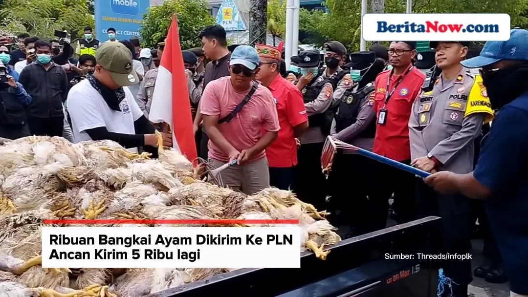 Ribuan Bangkai Ayam Dikirim ke PLN, Peternak Ancam Tambah 5.000!