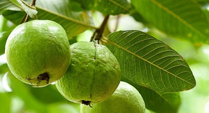 Bisa Bantu Redakan Diare, Ini Manfaat Daun Jambu Biji