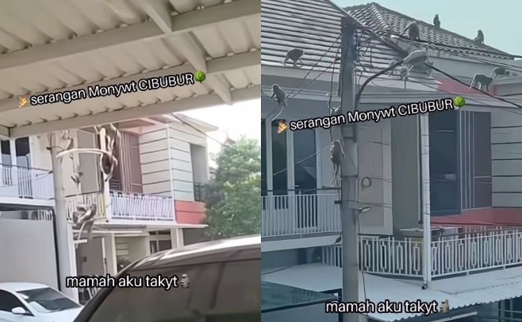Kejadian Tak Biasa: Kawanan Monyet Menyerbu Perumahan Elit di Cimanggis, Pemkot Depok Mengungkap Mereka Kelaparan