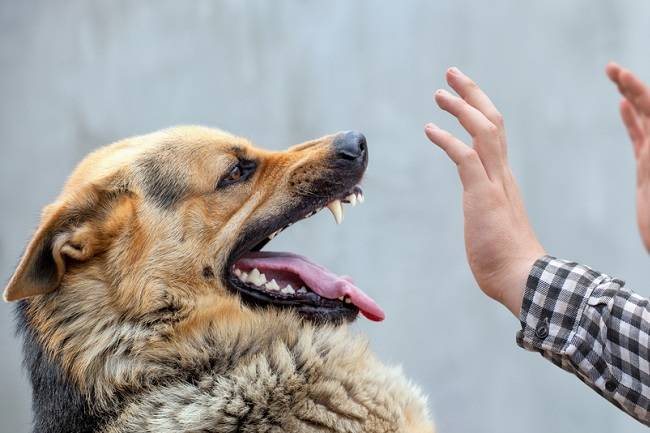 Mengapa Orang yang Terkena Rabies Takut Air?