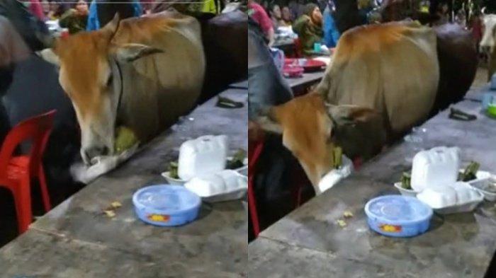 Viral Seekor Sapi Masuk ke Resepsi Pernikahan dan Ikut Menikmati Makanan