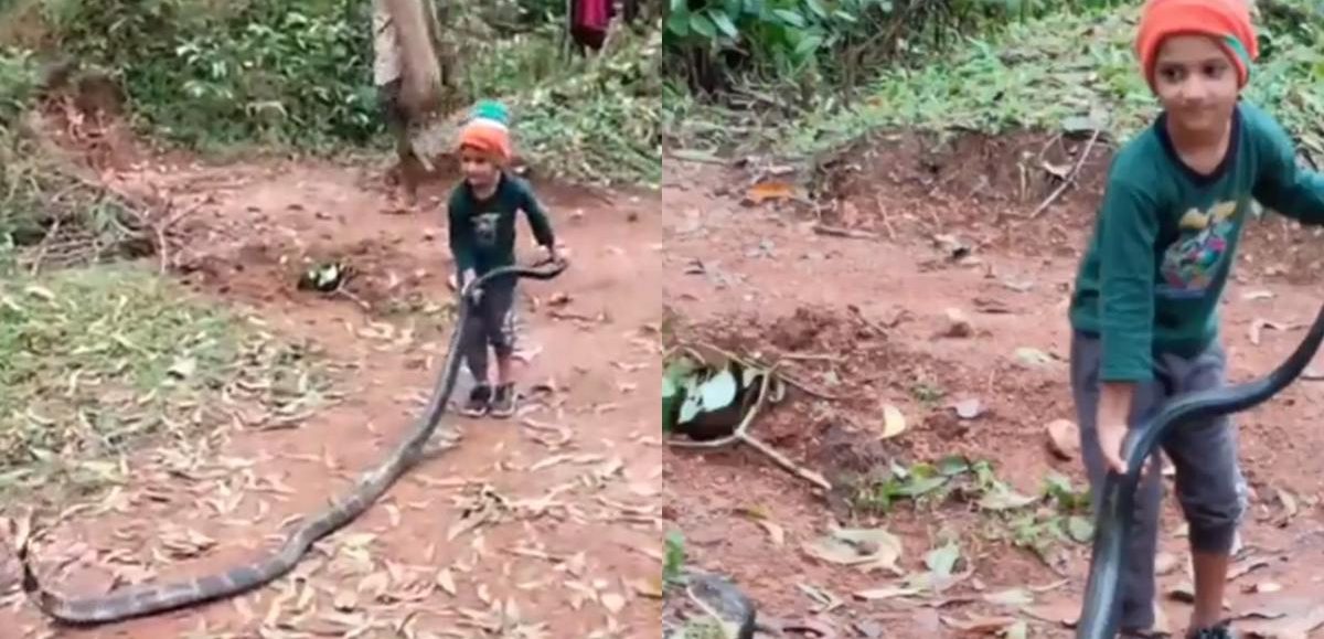 Video Viral: Aksi Bocah Bermain dengan King Cobra Raksasa Menghebohkan Warganet