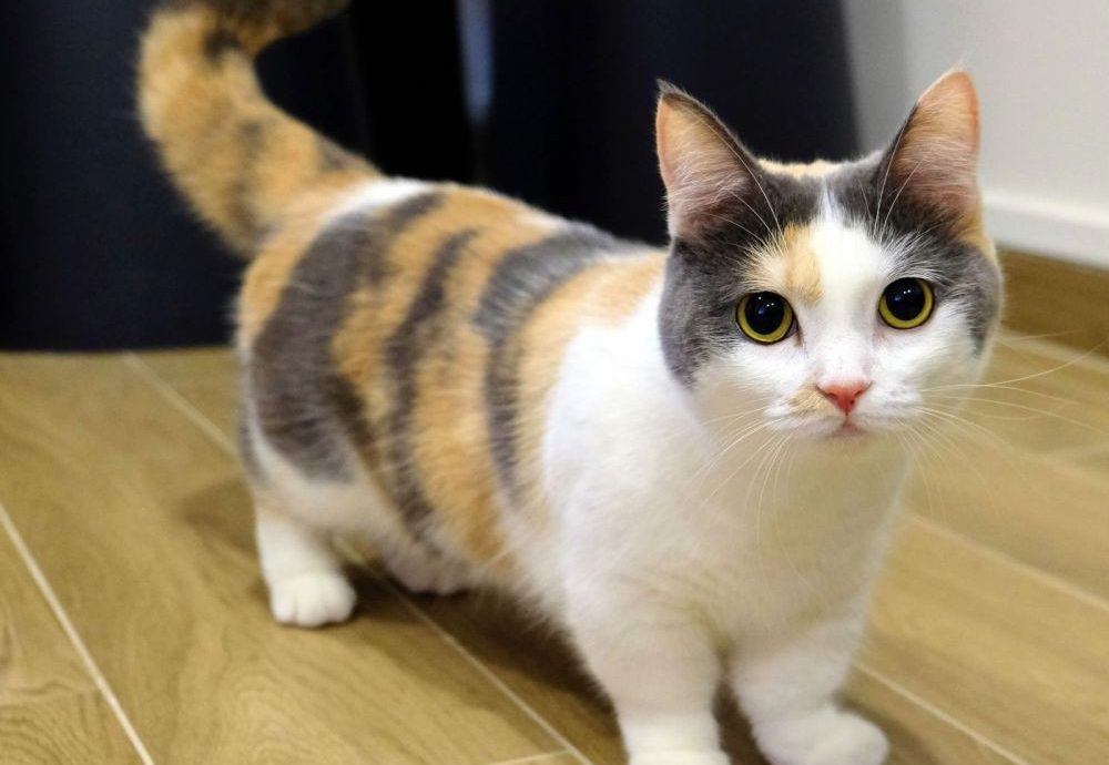 6 Ras Kucing Berukuran Kecil yang Menggemaskan