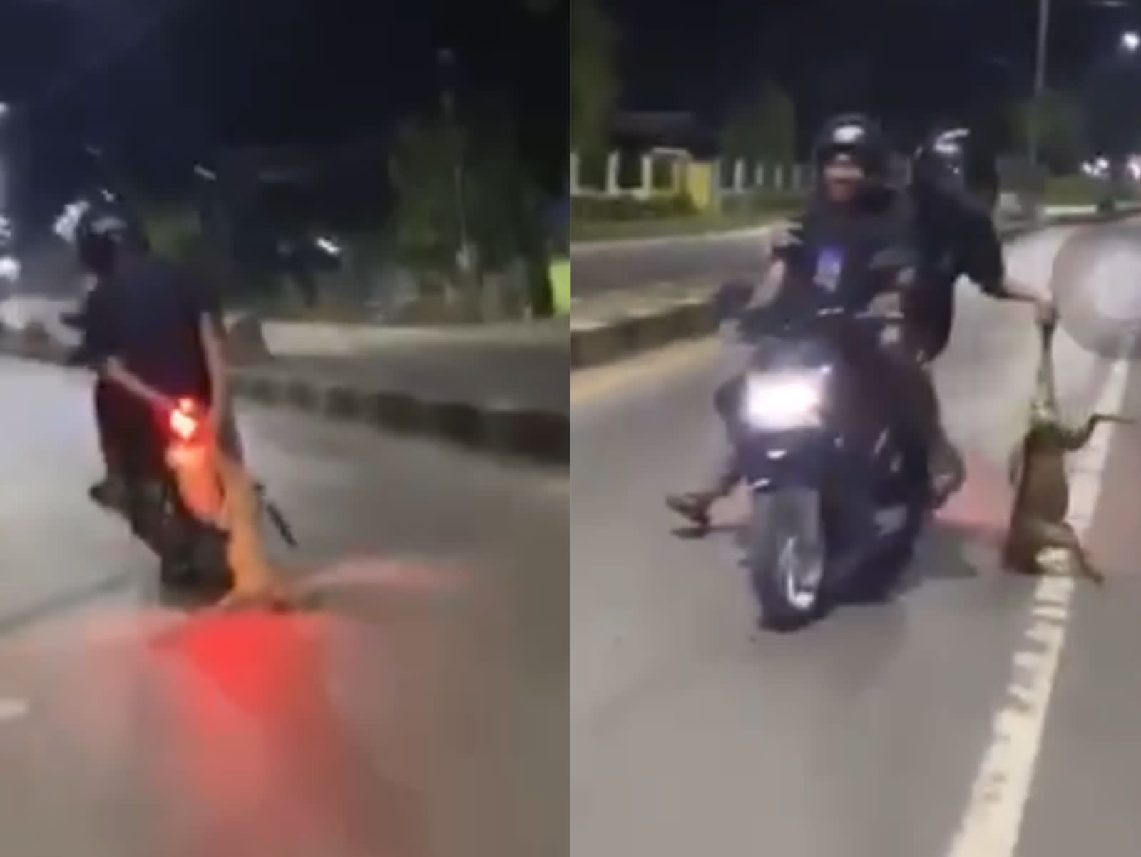 Viral Pria di Kendari Seret Anjing dengan Motor di Jalan
