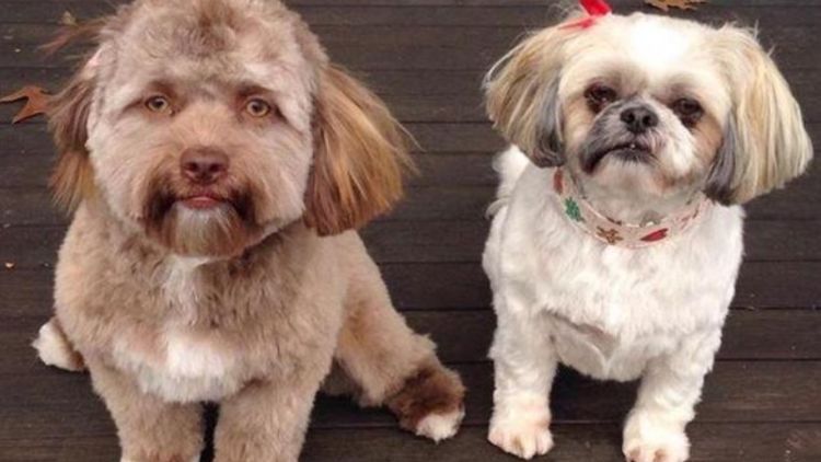 Viral Seekor Anjing Mukanya Mirip Manusia, Netizen Heran