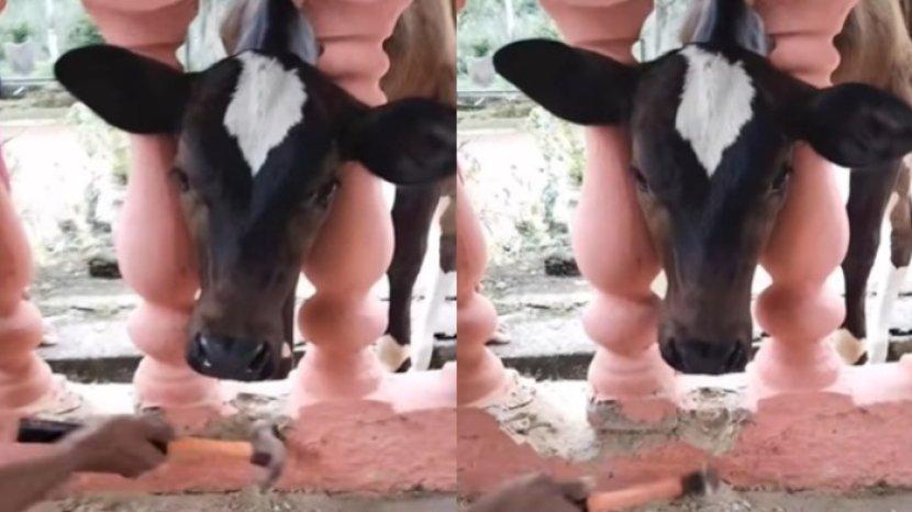 Video Viral Kepala Sapi Terjepit di Pagar Rumah