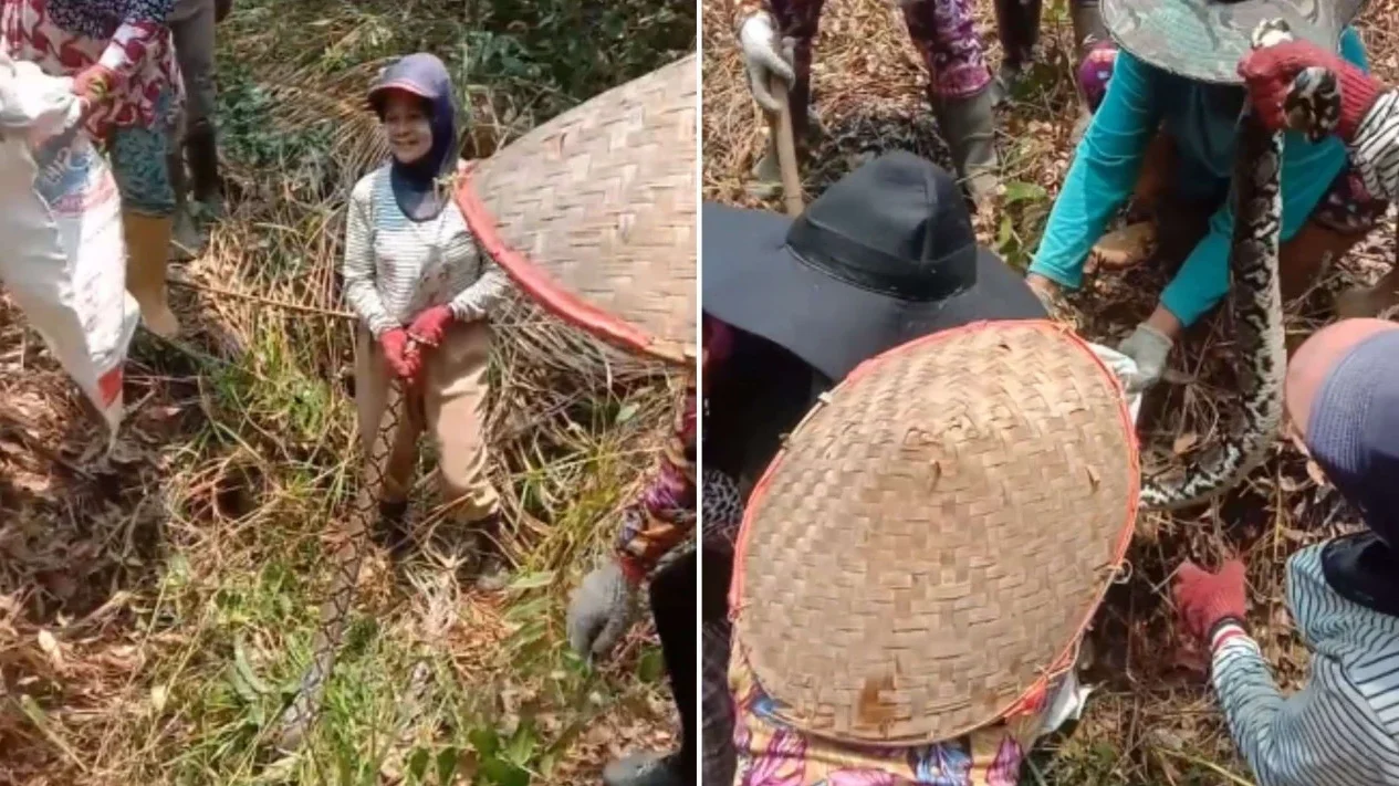 Heboh Emak-emak Kegirangan Tangkap Ular Besar di Kebun Sawit