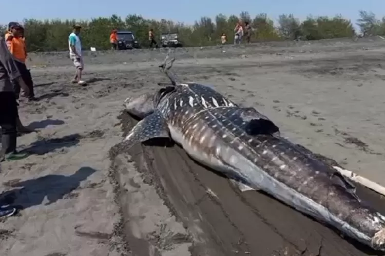 Heboh Hiu Tutul Terdampar di Pantai Selatan Kulon Progo