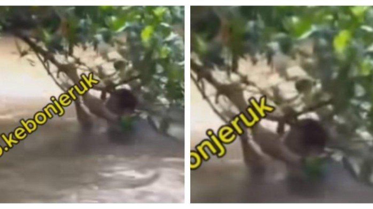 Viral Jambret Terjun ke Sungai Berarus Deras Hindari Amukan Massa