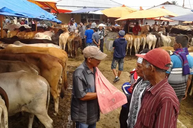 Tradisi 'Marosok' Cara Unik Orang Minangkabau Transaksi Tawar Menawar Harga Sapi