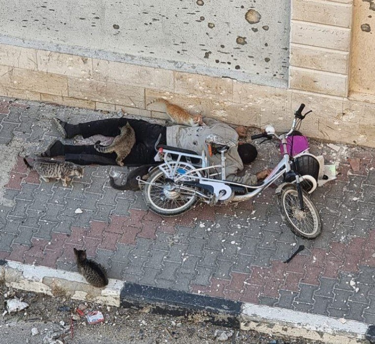 Viral Jenazah Korban Perang di Gaza Dimakan Kucing dan Burung