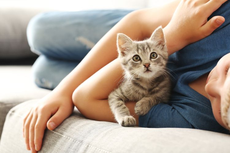 Lowongan Kerja Memeluk Kucing 4 Jam Sehari Digaji Rp162 Juta, Mau Coba?