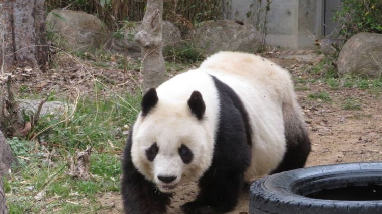VIRAL Panda Tertua di Jepang Mati