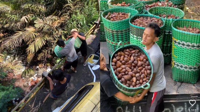 Petani di Banjarnegara Buang Salak ke Sungai Viral, Ini Alasannya