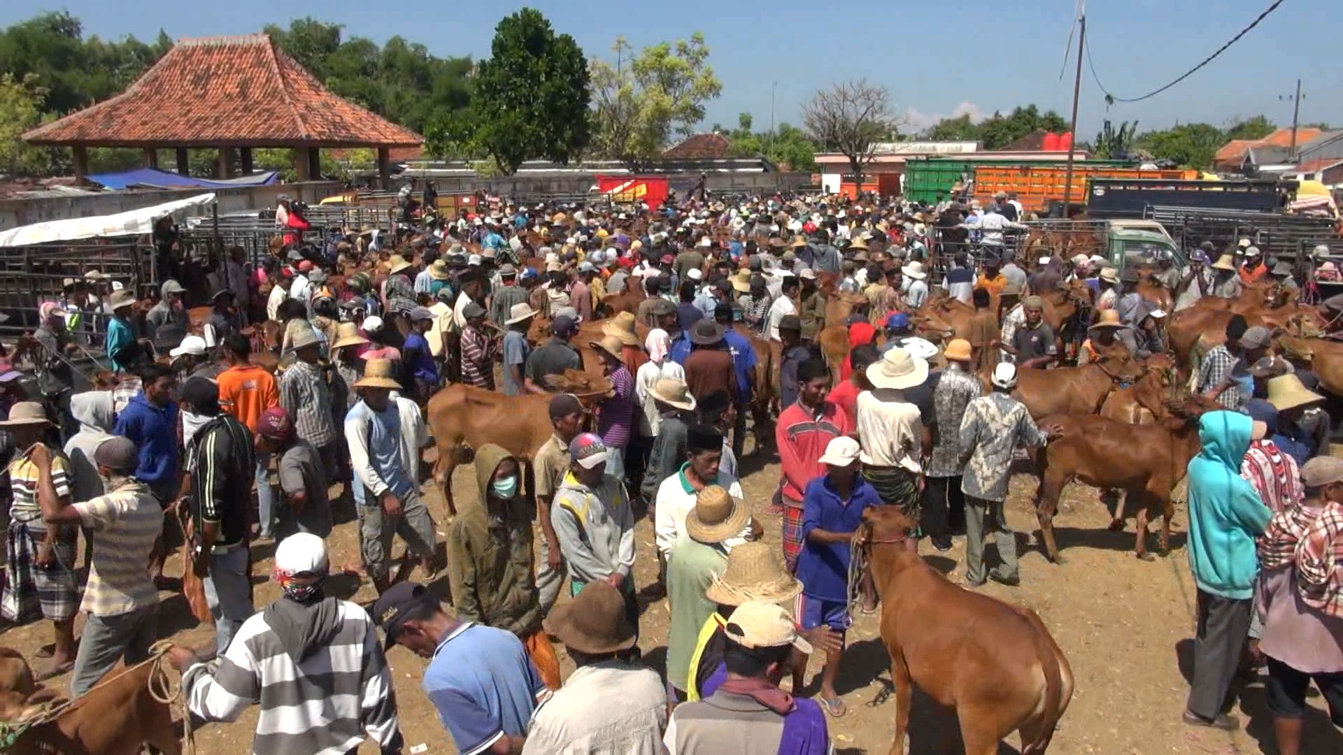 Harga Sapi Kurban 2024
