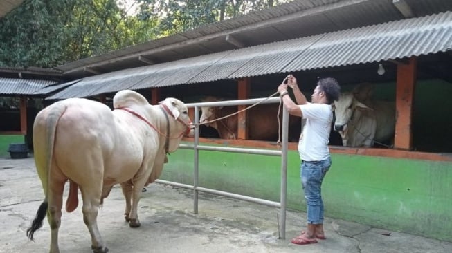 Idul Adha 2024: Jokowi Berikan 68 Sapi Kurban