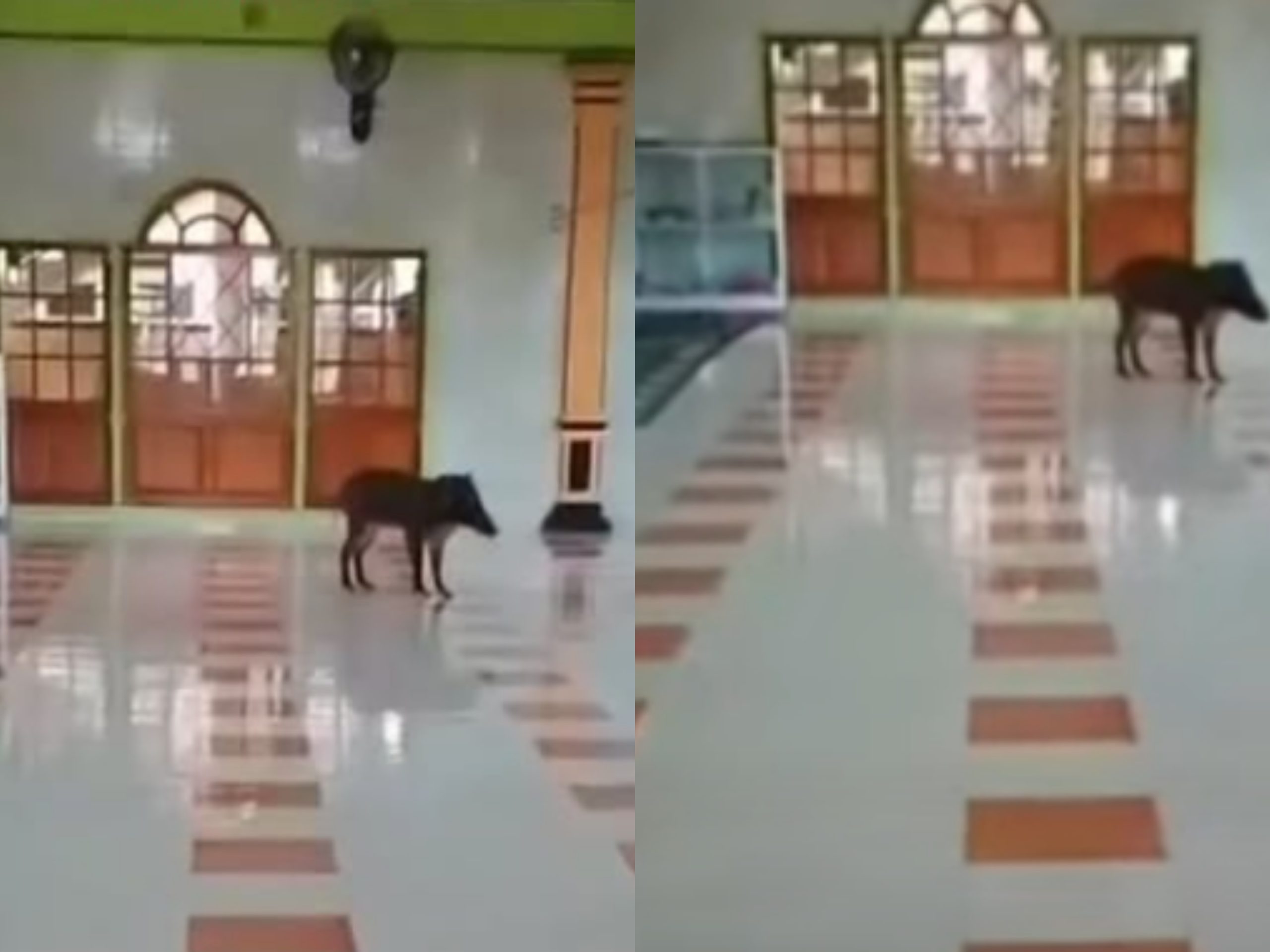 Viral! Babi Hutan Masuk Masjid di Cianjur, Warga Sempat Panik