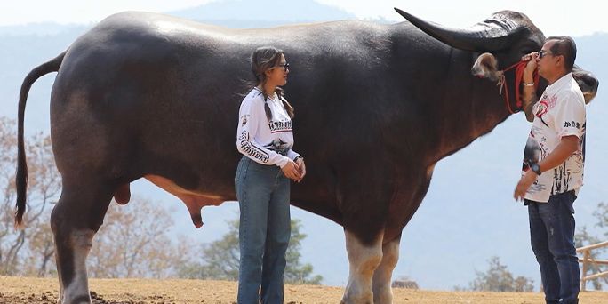 Kerbau Bernama King Kong Pecahkan Rekor Tertinggi di Dunia