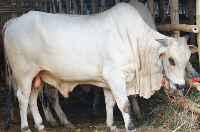 Prabowo Salurkan 985 Sapi Kurban