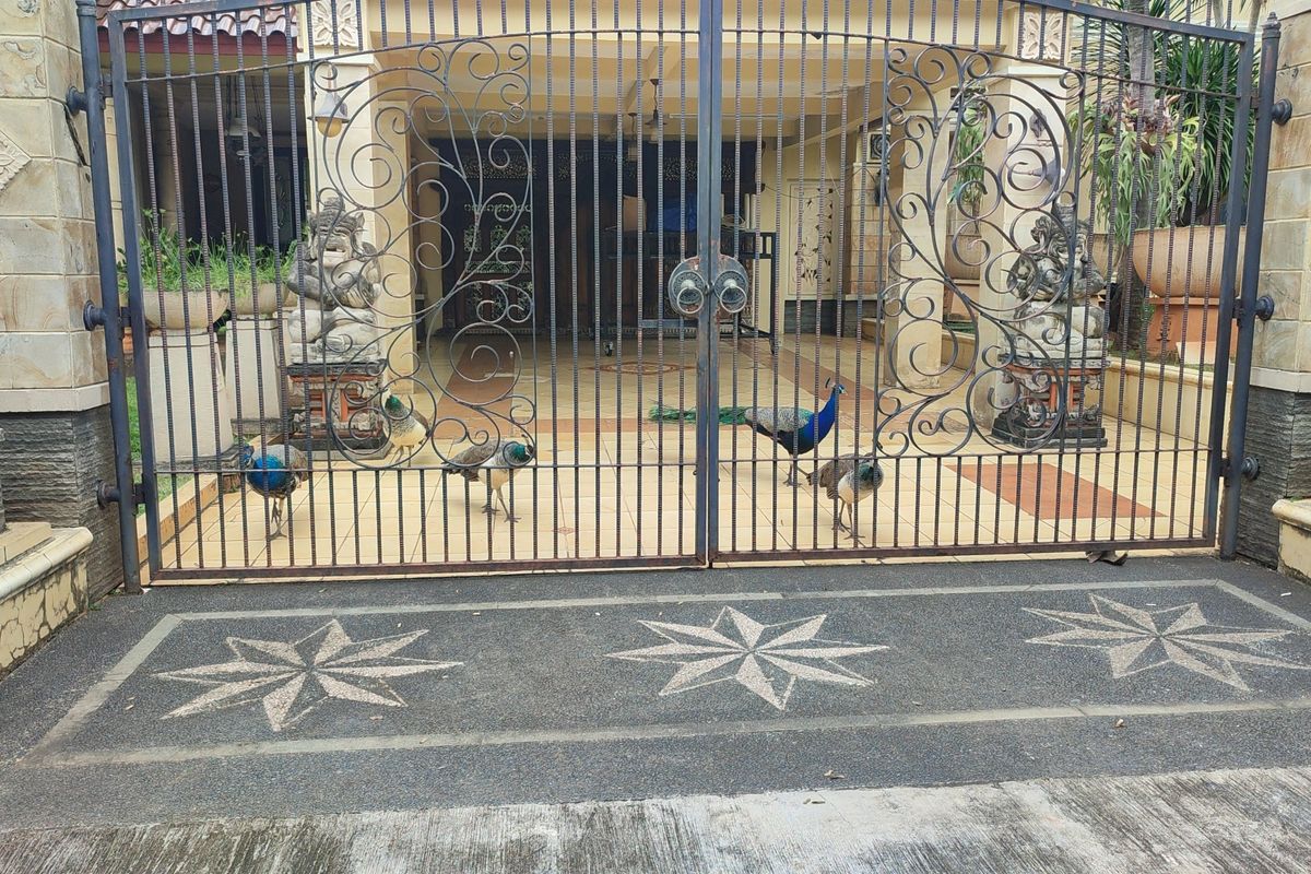 Viral Penampakan Burung Merak di Rumah Mewah Duren Sawit