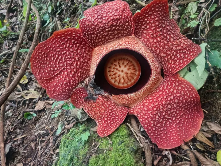 Dua Bunga Rafflesia Arnoldii Mekar Sempurna di Rejang Lebong