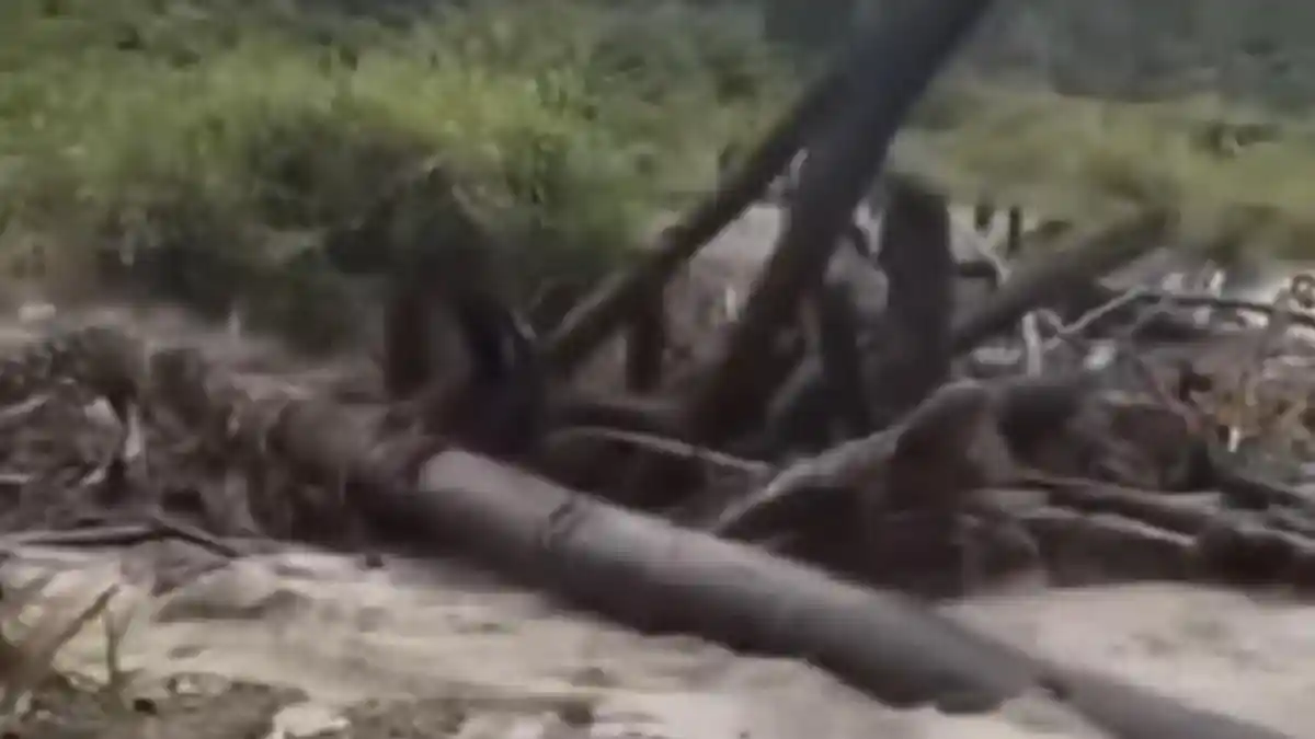 Viral Papua Dilanda Banjir Bawa Gelondongan Kayu Mirip di Sumatera