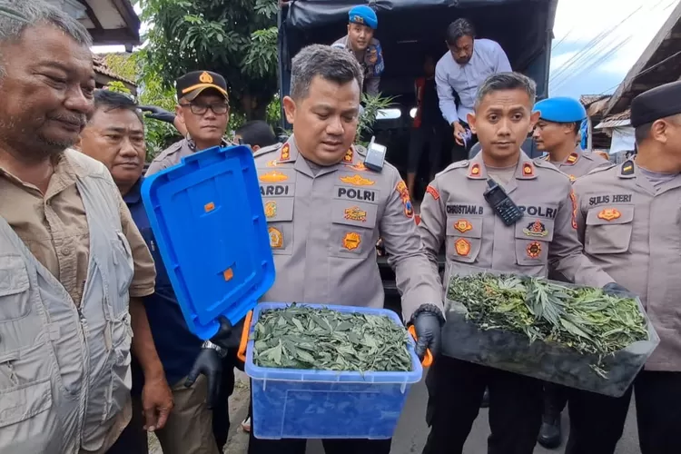 Polisi Gerebek Kebun Ganja di Rumah Kontrakan Jombang