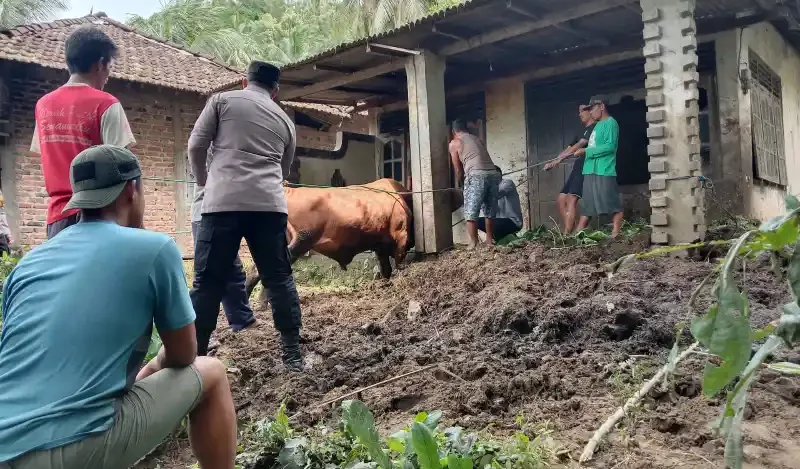 Pria di Pacitan Tewas Diseruduk Sapi Ternaknya