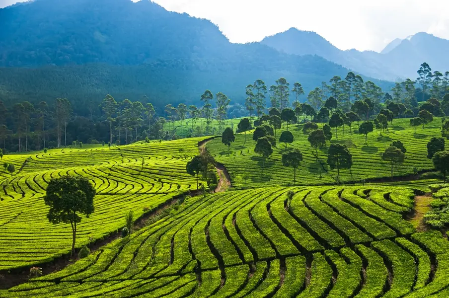Rekomendasi 5 Tempat Wisata Outdoor Ramah Anak di Bogor Jelang Libur Nataru