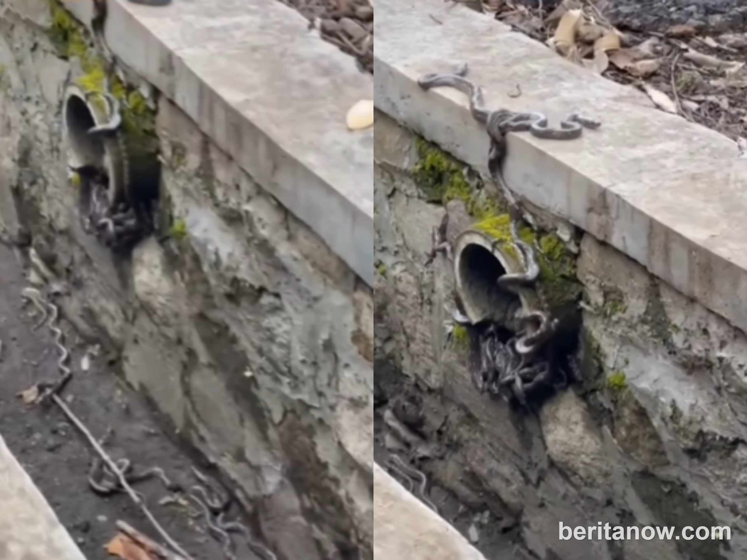 Viral Warga Temukan Puluhan Anak Ular Pyton di Saluran Air Palabuhanratu Sukabumi