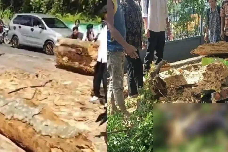 Pelajar SMP di Padangsidempuan Tewas Tertimpa Pohon