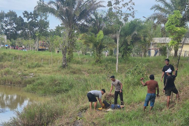 Seorang Perempuan Pencari Rumput Diterkam Buaya Besar di Waduk Tarakan