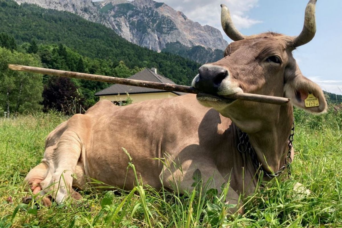 Viral Sapi di Austria Bernama Veronika Garuk Punggungnya Pakai Sapu