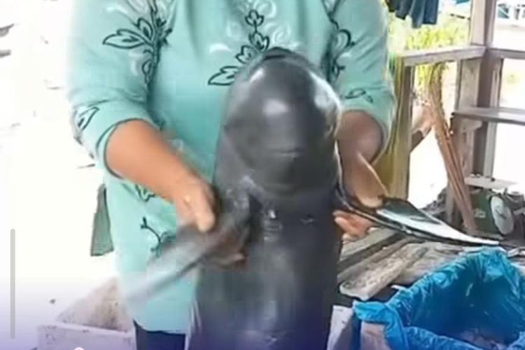 Viral Aksi Wanita Diduga Joget dengan Ikan Pesut Mahakam