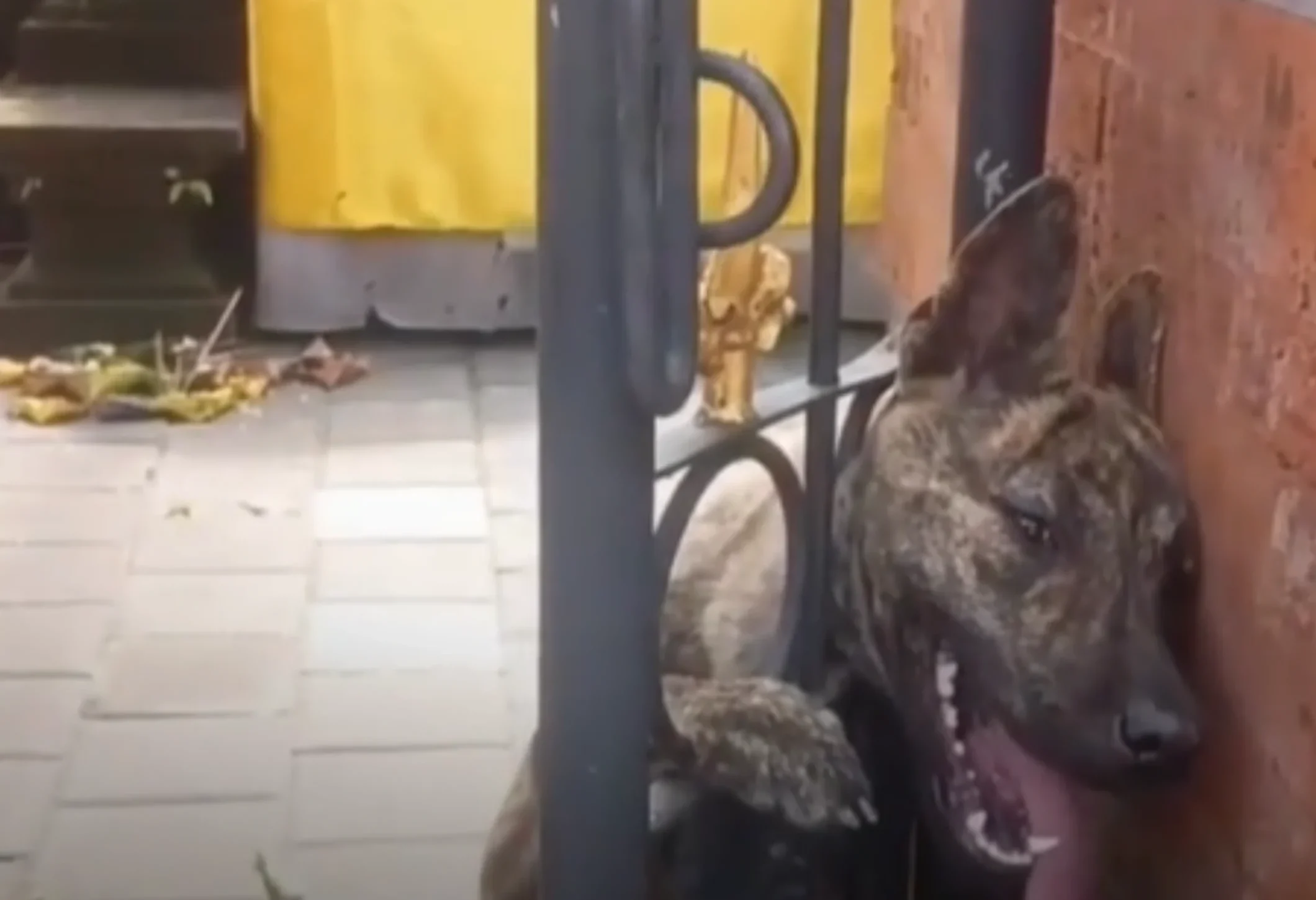Damkar Badung Evakuasi Anjing Terjepit Pagar Pura di Bali